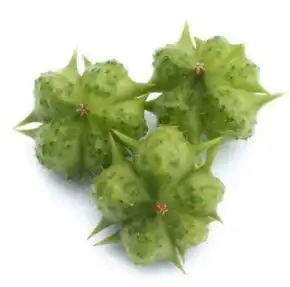 tribulus terrestris