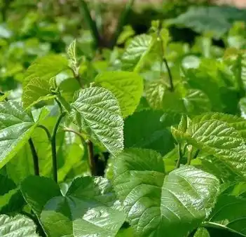mulberry leaf