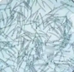 sponge microneedles sponge microneedles