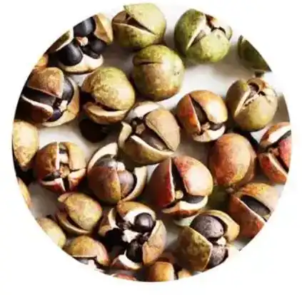 camellia sinensis(L.)O.Kuntze camellia sinensis(L.)O.Kuntze