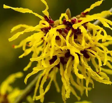 hamamelis virginiana