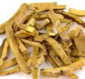 phellodendron amurense rupr