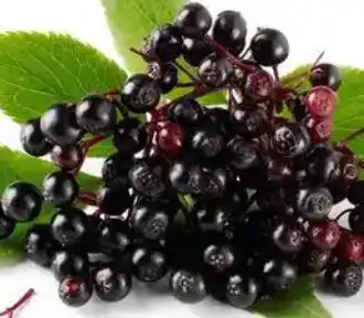 black elderberry