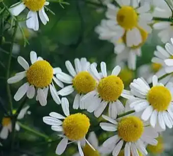 Matricaria chamomilla L Matricaria chamomilla L