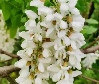 flos sophorae Immaturus