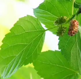 mulberry leaf mulberry leaf