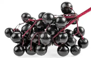 black elderberry black elderberry