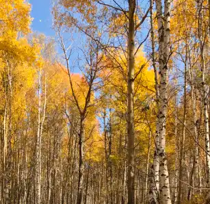 betula platyphylla suk.