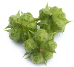 tribulus terrestris