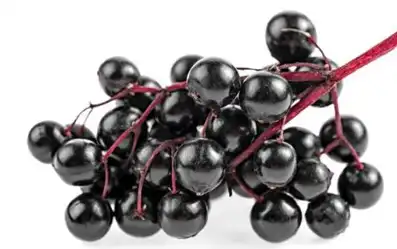black elderberry
