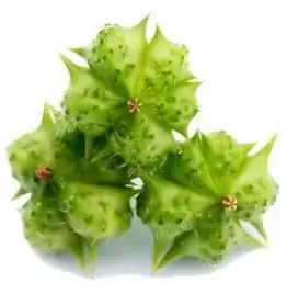 tribulus terrestris L