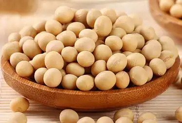 soybean soybean