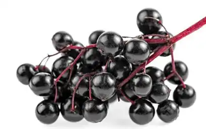 black elderberry black elderberry