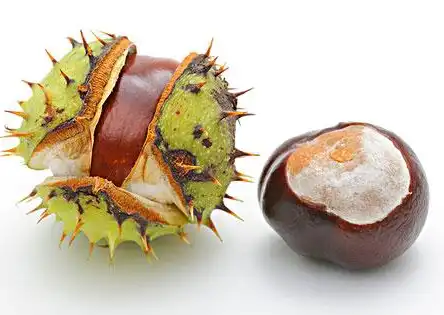 aesculus chinensis bge