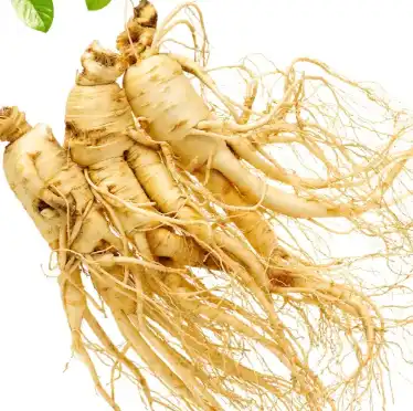 panax ginseng
