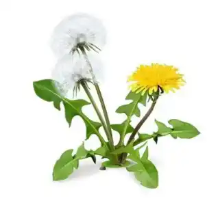 taraxacum mongolicum hand taraxacum mongolicum hand