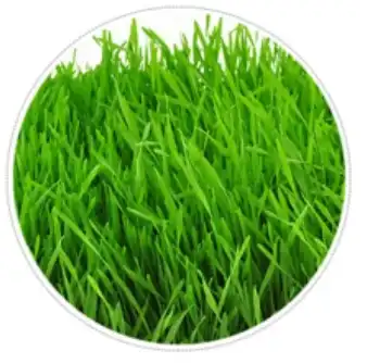 Agropyroncristatum(L.) Gaertn.