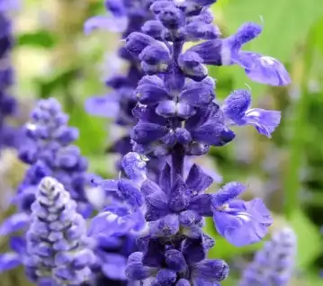 Salvia sclarea L