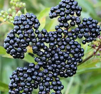 black elderberry