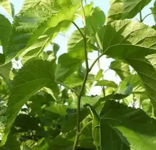 mulberry leaf