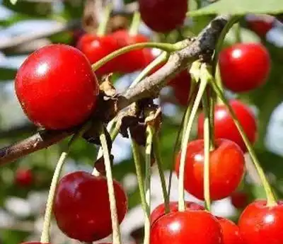 acerola cherry