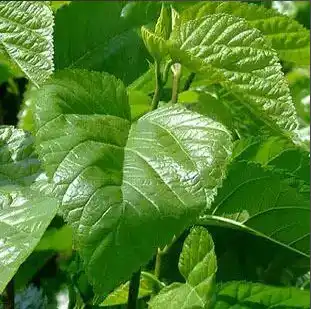 mulberry leaf
