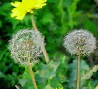 dandelion dandelion