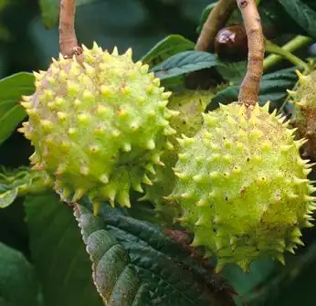 aesculus chinensis bge aesculus chinensis bge