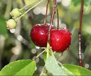 acerola cherry