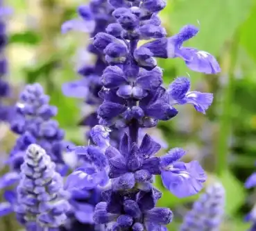 salvia sclarea l