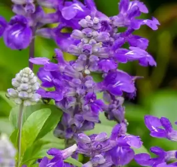 salvia sclarea l