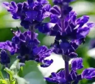 Salvia sclarea L Salvia sclarea L