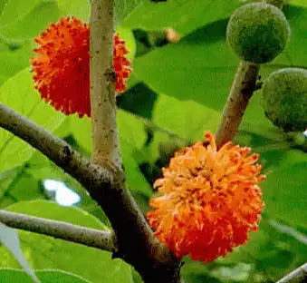 broussonetia papyrifera