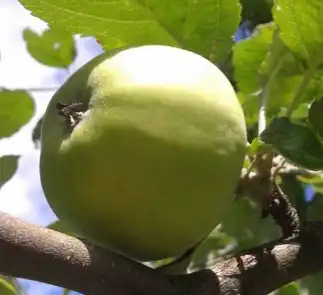 apple apple