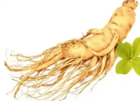 panax ginseng