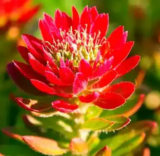 rhodiola rosea (prain ex hamet) fu rhodiola rosea (prain ex hamet) fu