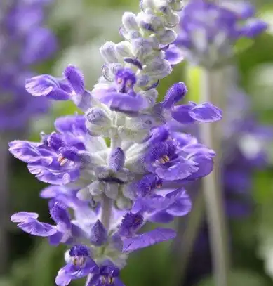 Salvia sclarea L Salvia sclarea L