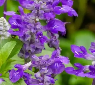Salvia sclarea L
