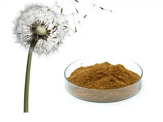 dandelion root extract powder