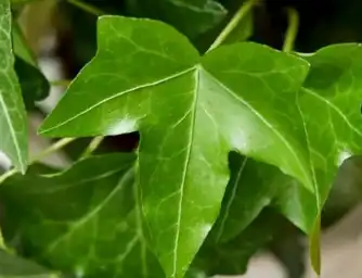 ivy leaf
