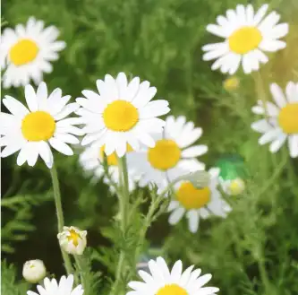 matricaria chamomilla l