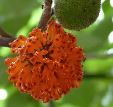 broussonetia papyrifera