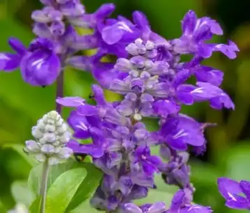 salvia sclarea l