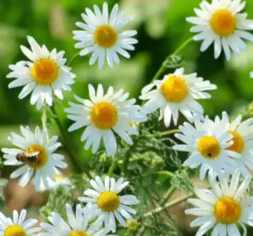 matricaria chamomilla l