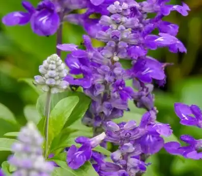 salvia sclarea l salvia sclarea l