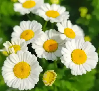 matricaria chamomilla l