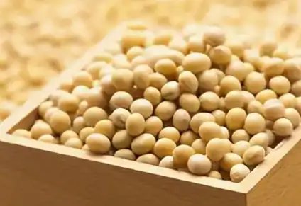 soybean