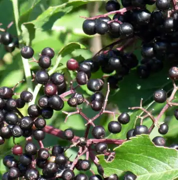 sambucus williamsii hance sambucus williamsii hance