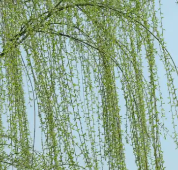 salix alba l.