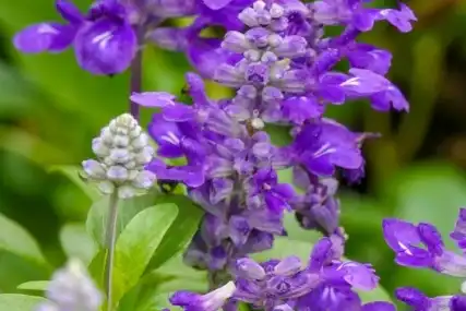 salvia sclarea l salvia sclarea l